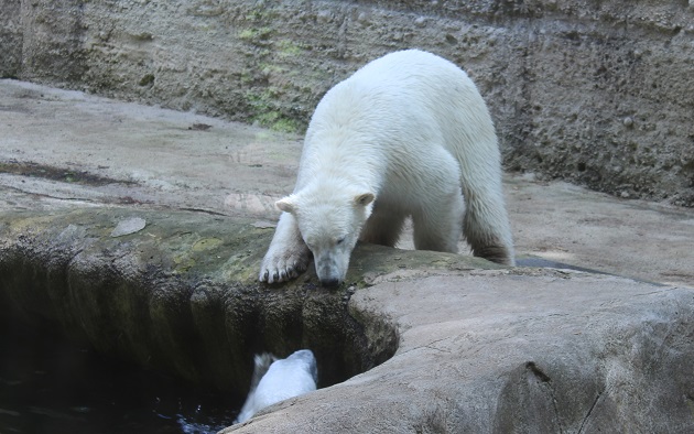 Eisbären imTierpark